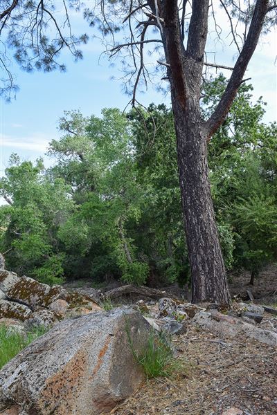Olive Ranch (7/14/2022)