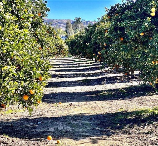 King Street Orchard & Farmhouse (5/21/2024 12:23:47 AM - Credits: submitted by: Lisa Gorlick)