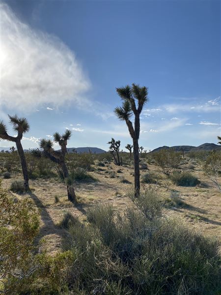 Joshua Tree Barren Landscape (6/1/2024 - Credits: malek alqadi)