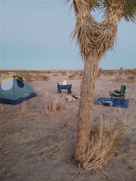 Desert Bliss (6/17/2023 - Credits: Ora Beth Nance)