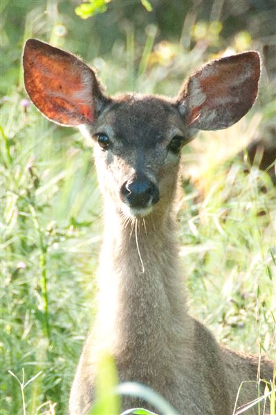 Vichy Springs Resort and Inn - Blacktail Deer (5/8/2024 - Credits: Gilbert Ashoff)