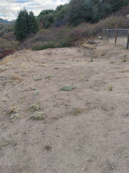 Andrade Grove Family Farm (12/2/2024 - Credits: submitted by: Shauna Tye)