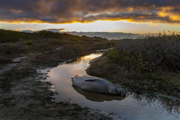 Año  Nuevo State Park (SP) (1/5/2024 - Credits: Brian Baer)