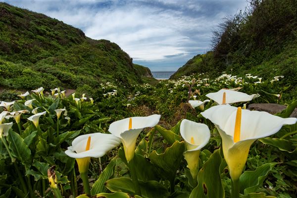 Garrapata State Park (SP) - Calla Lily Valley (4/5/2018 - Credits: Brian Baer)