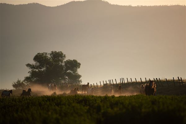 Rankin Ranch - California Cattle & Guest Ranch (2/5/2025 11:00:47 AM - Credits: submitted by:)