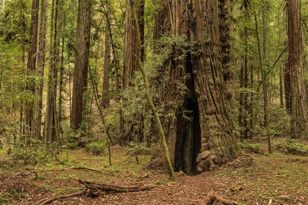 Armstrong Redwoods State Natural Reserve (SNR) (5/26/2015 - Credits: Brian Baer)