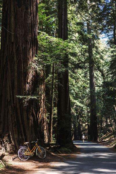 Armstrong Redwoods State Natural Reserve (SNR) (4/17/2025 - Credits: Kelsey Joy Photography)