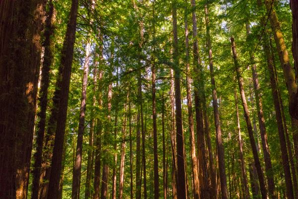 Armstrong Redwoods State Natural Reserve (SNR) (4/17/2025 - Credits: Mariah Harkey)