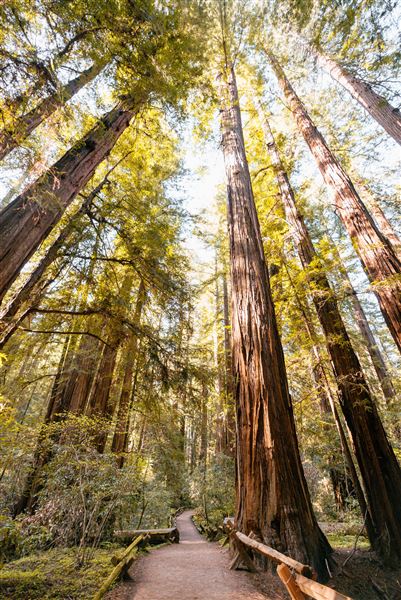 Armstrong Redwoods State Natural Reserve (SNR) (4/17/2025 - Credits: Mariah Harkey)