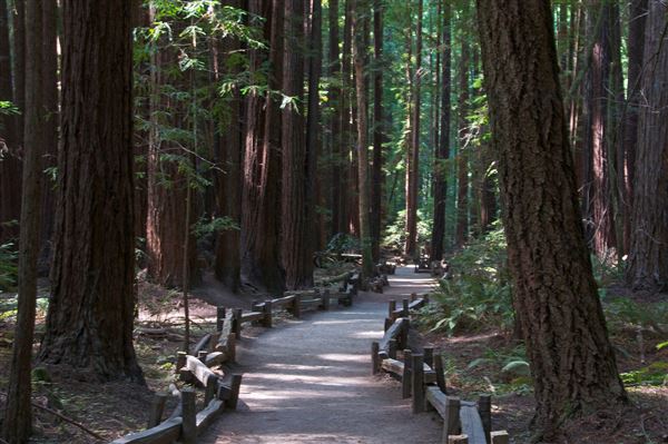 Armstrong Redwoods State Natural Reserve (SNR) (4/17/2025 - Credits: Photo Courtesy of Sonoma County)