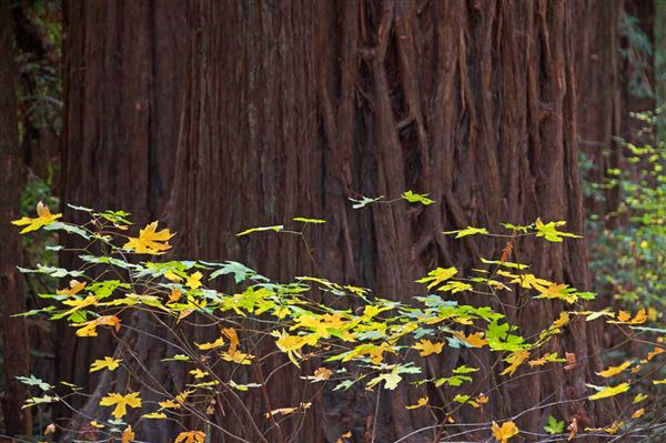Armstrong Redwoods State Natural Reserve (SNR) (4/17/2025 - Credits: Al Mueller)