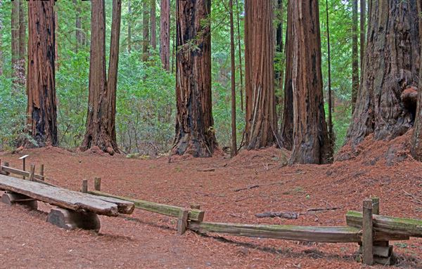 Armstrong Redwoods State Natural Reserve (SNR) (4/17/2025 - Credits: Al Mueller)