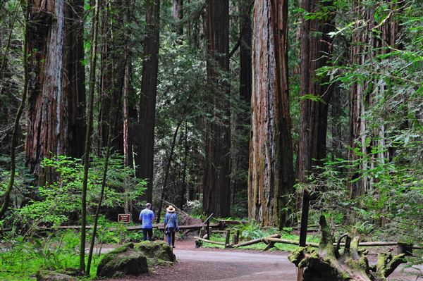 Armstrong Redwoods State Natural Reserve (SNR) (4/17/2025 - Credits: Al Mueller)