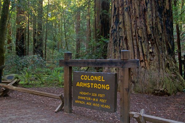 Armstrong Redwoods State Natural Reserve (SNR) (4/17/2025 - Credits: Al Mueller)