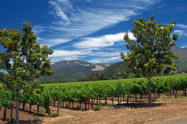 Kunde Family Winery (4/22/2025 - Credits: Al Mueller)