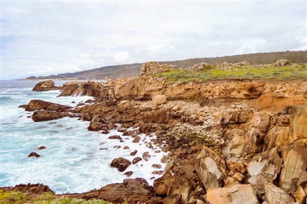Salt Point State Park (SP) (4/23/2025 - Credits: Sierra Downey)