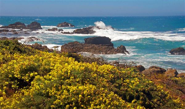 Salt Point State Park (SP) (4/23/2025 - Credits: Al Mueller)