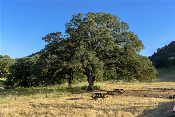Sutter Buttes State Park (SP) (5/15/2017 - Credits: Brian Baer)