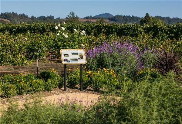 Dry Creek Vineyard (6/30/2025 - Credits: Photo Courtesy of Sonoma County)