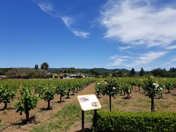 Dry Creek Vineyard (6/30/2025 - Credits: Photo Courtesy of Sonoma County)