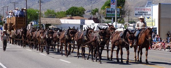 Bishop - Mule Days Parade (7/25/2025 - Credits: Visit USA Parks)