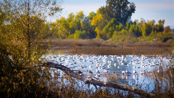 Gray Lodge Wildlife Area - California Department of Fish & Wildlife (CDFW) (7/28/2025 - Credits: U.S. Bureau of Reclamation)