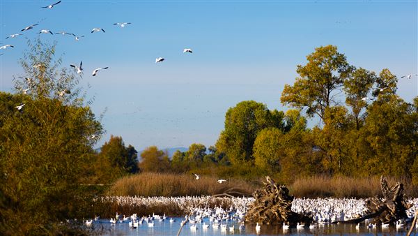 Gray Lodge Wildlife Area - California Department of Fish & Wildlife (CDFW) (7/28/2025 - Credits: U.S. Bureau of Reclamation)