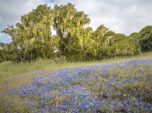 Fort Ord National Monument (6/16/2023 - Credits: Jesse Pluim, BLM, Public Domain)