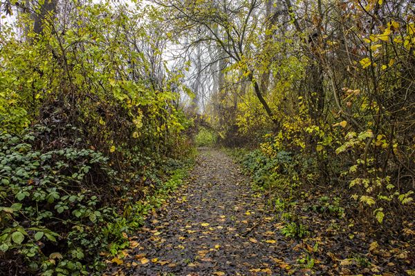 Colusa-Sacramento River State Recreation Area (SRA) (12/9/2016 - Credits: Brian Baer)