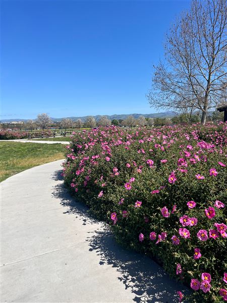 Martial Cottle Park State Recreation Area (SRA) - operated by Santa Clara County Parks (8/21/2025 - Credits: submitted by: County of Santa Clara)