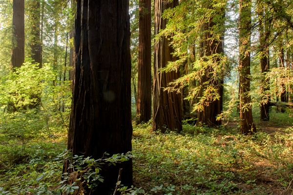 John B. Dewitt Redwoods State National Reserve (SNR) (8/21/2017 - Credits: Brian Baer)