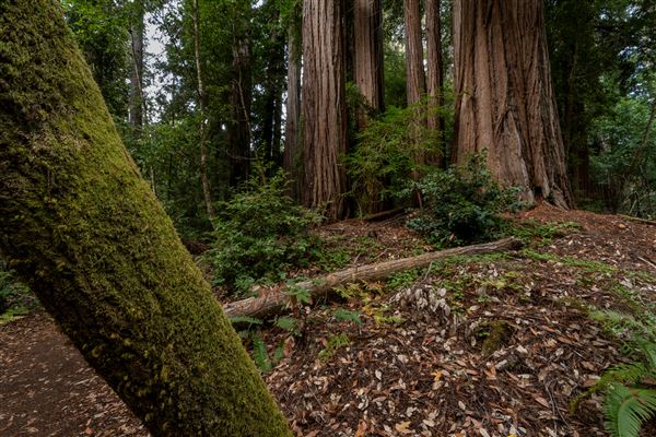 Portola Redwoods State Park (SP) (10/14/2024 - Credits: Brian Baer)