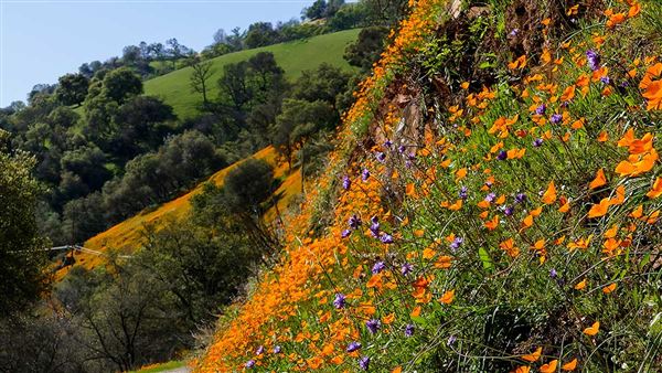 Mokelumne Hill - Mokelumne River Canyon (10/22/2025 - Credits: Barry Boulton)