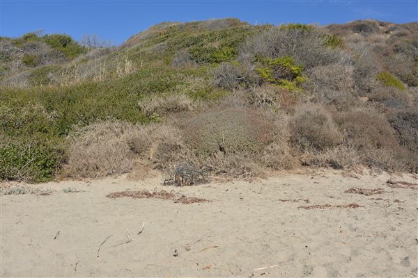 El Pescador State Beach @ Robert H. Meyer Memorial State Beach (SB) - CFC (11/14/2017 - Credits: Leo Fialho)