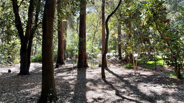 Descanso Gardens - Ancient Forest (3/7/2022 - Credits: Leo Fialho)