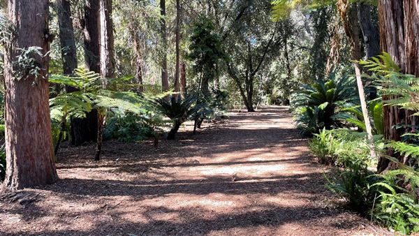Descanso Gardens - Ancient Forest (3/7/2022 - Credits: Leo Fialho)