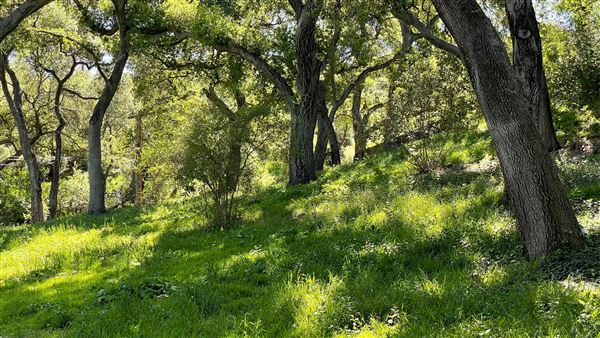 Descanso Gardens - Ancient Forest (3/7/2022 - Credits: Leo Fialho)