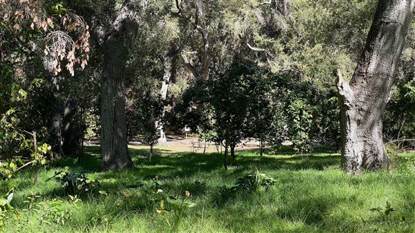 Descanso Gardens - Camellia Forest (3/7/2022 - Credits: Leo Fialho)