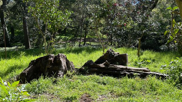Descanso Gardens - Camellia Forest (3/7/2022 - Credits: Leo Fialho)
