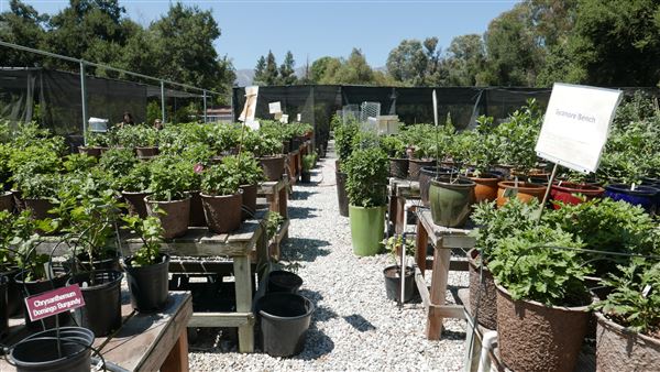 Descanso Gardens - Plant Propagation Greenhouse (7/26/2017 - Credits: Leo Fialho)