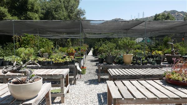 Descanso Gardens - Plant Propagation Greenhouse (7/26/2017 - Credits: Leo Fialho)