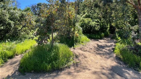 Descanso Gardens - Hopes Garden (3/7/2022 - Credits: Leo Fialho)