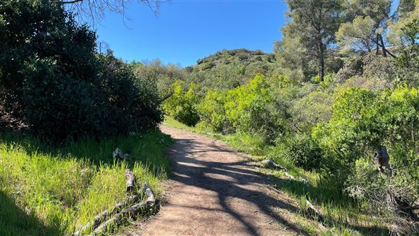 Descanso Gardens - Oak Woodland (3/7/2022 - Credits: Leo Fialho)