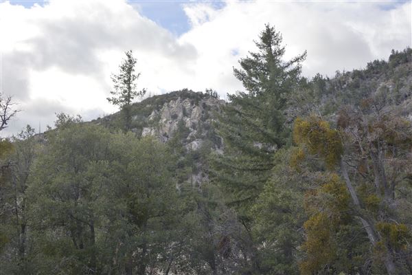 Crystal Lake Recreation Area / Campground - Angeles National Forest (1/30/2015 - Credits: Leo Fialho)