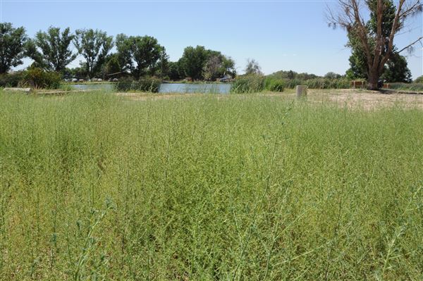 Mojave Narrows Regional Park - Pelican Lake (7/6/2012 - Credits: Leo Fialho)