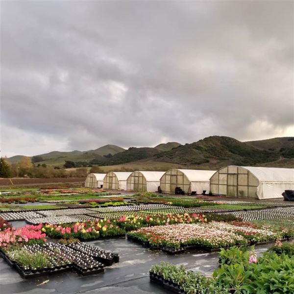 Clearwater Color Nursery (6/1/2025 - Credits: Clearwater Color Nursery)