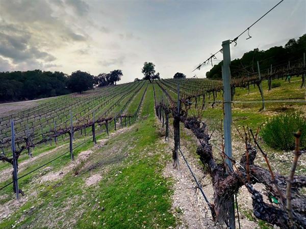 Dunning Vineyards (12/3/2025 - Credits: submitted by: robert  dunning)