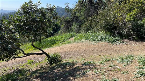 Griffith Park Redwoods - Cedar Grove - Cedar Grove Trail (3/16/2022 - Credits: Leo Fialho)