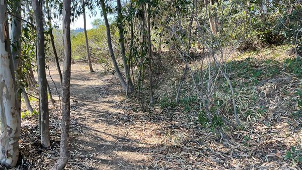 Griffith Park Redwoods - Cedar Grove - Cedar Grove Trail (3/16/2022 - Credits: Leo Fialho)