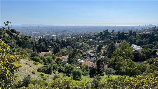 Griffith Park Redwoods - Cedar Grove - Cedar Grove Trail (3/16/2022 - Credits: Leo Fialho)